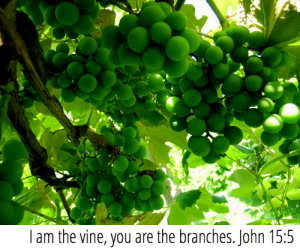 vine and branches